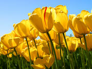  Eastern yellow daisy tulips