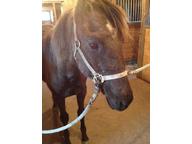 Quarter Horse