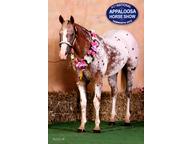 Appaloosa