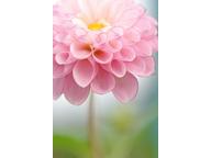 nice flowers